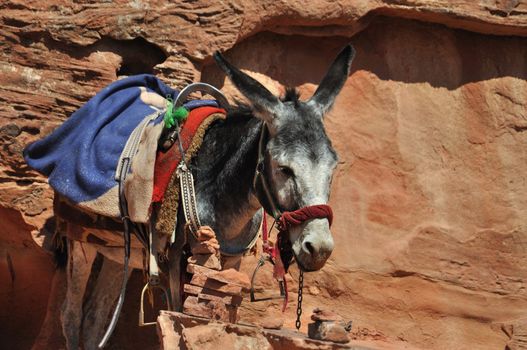 Jordanien Donkey at Petra