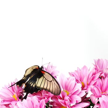 Papilio Lovii 
