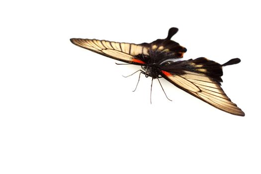 Papilio Lovii 