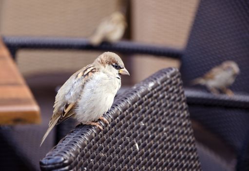 Beautiful bird sparrow sits on outdoor cafe chair 