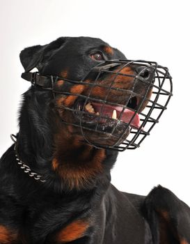 rottweiler with muzzle