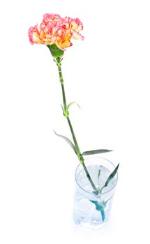 Carnation in Glass