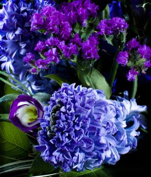 deep violet hyacinthus orientalis