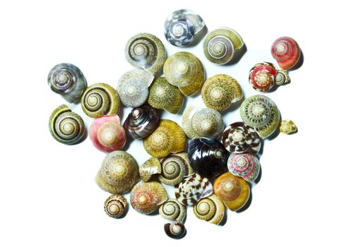 An image of seashells on white background