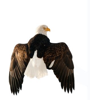 A bald eagle (Haliaeetus leucocephalus)