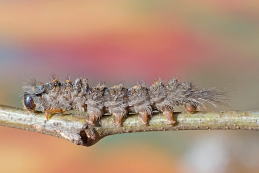 Hairy caterpillar on a twig