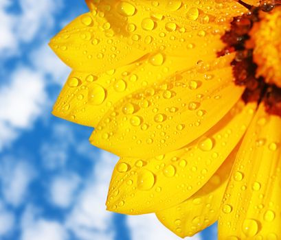 Wet yellow flower background