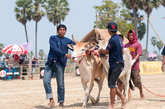 Thai cow in cow cart racing festival