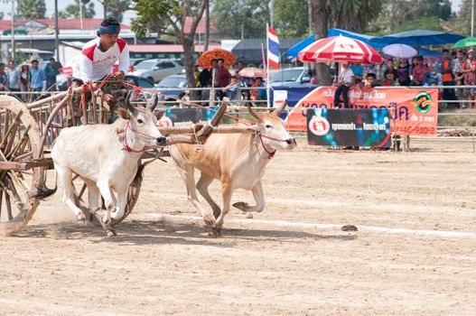 cow cart racing festival in Thailand