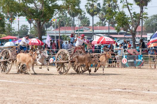 cow cart racing festival in Thailand