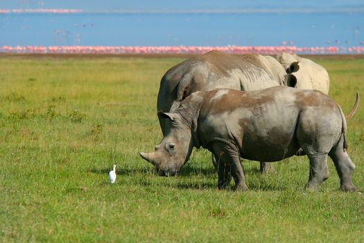 Rhinoceros in the wild