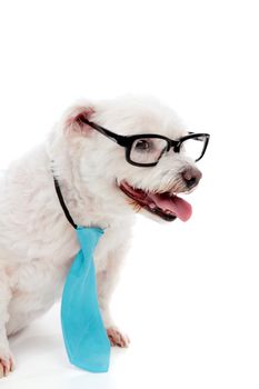 Business educated dog