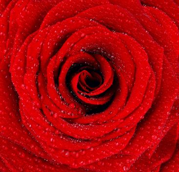 Red wet rose background