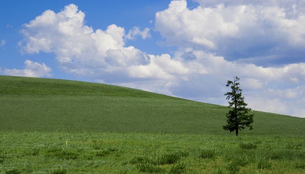 Solitude pine on green field