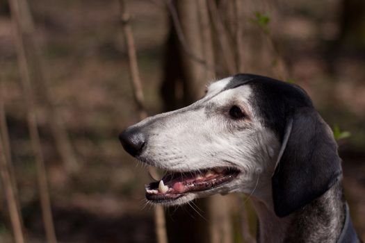 A portrait of young smooth saluki
