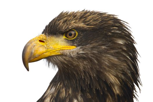 Portrait of the eastern eagle