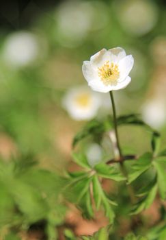 White anemone in the forrest.