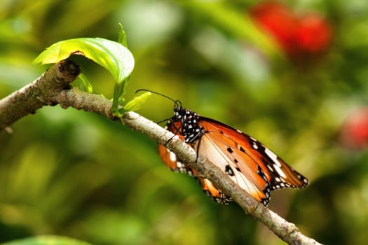 butterfly in garden