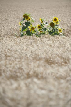 Sunflowers in a wheat field