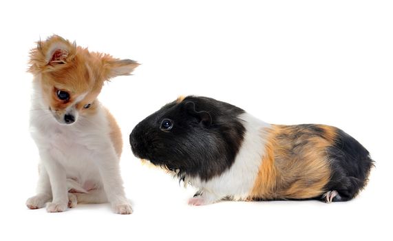 puppy chihuahua and Guinea pig