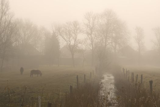 Horses on foggy morning