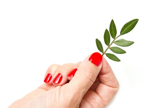 Woman hands with red manicure and green leaf