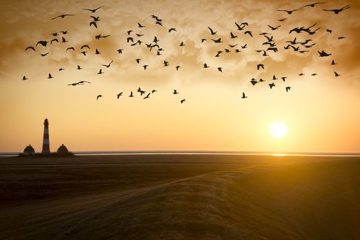 Sunset Lighthouse with migratory birds