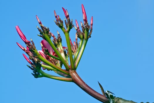 Red Frangipani flower bud