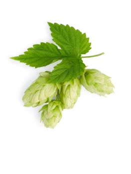 The branch of hops