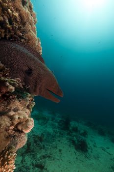 Giant moray in the Red Sea.