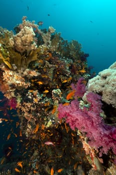 Tropical underwater scenery in the Red Sea.