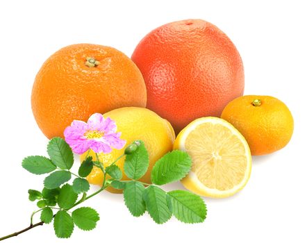 citrus fruits with branch of dog-rose