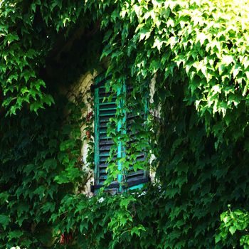 foliage window