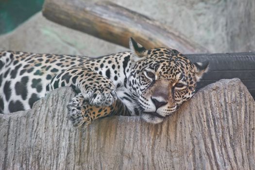 Jaguar lay down in a zoon