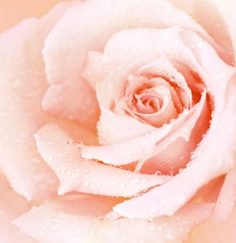 Pink wet rose background