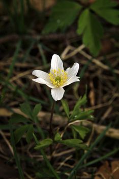 Thimbleweed (Anemone nemorosa)