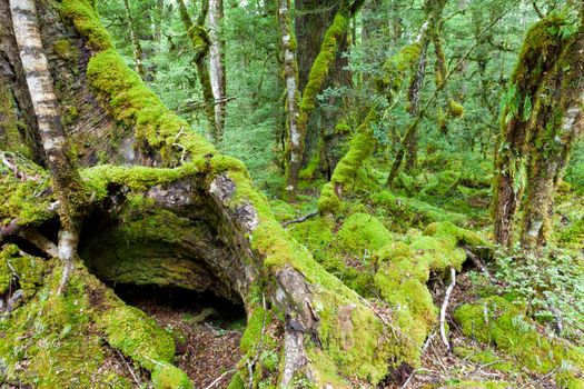 Mossy trunks in a virgin mountain Beech forest, NZ