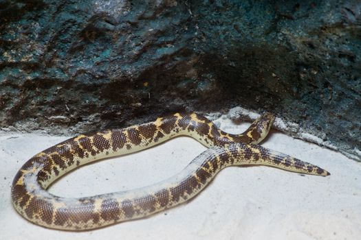 Kenyan Sand Boa snake on sand and rock
