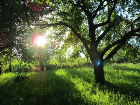 Green landscape with trees,grass and sun
