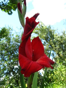a beautiful flower of gladiolus