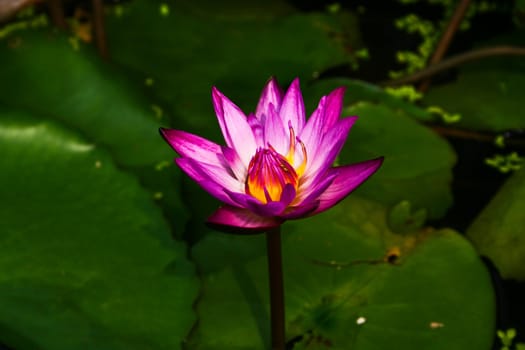 Purple Lotus Blooming