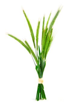 Green rye spikes (Secale cereale), on white background.