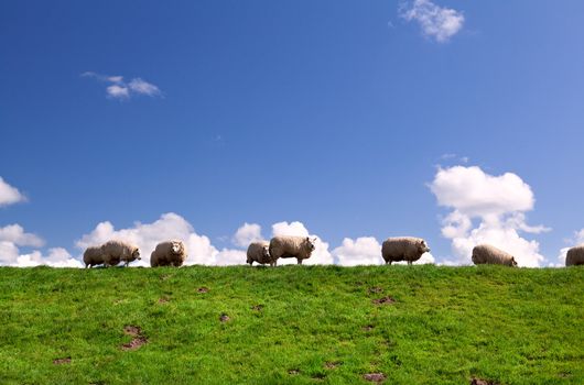 sheep on the horizon