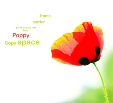 Poppy isolated on white