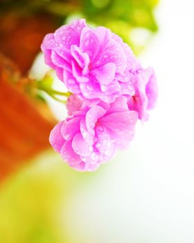 Pink spring wet flowers