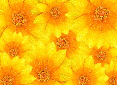 Fresh yellow flowers background