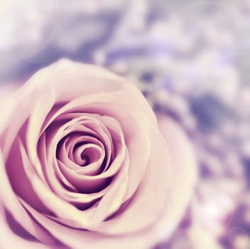 Dreamy rose abstract background