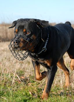 rottweiler and muzzle