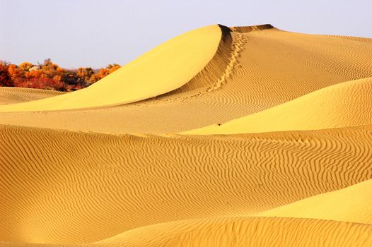 Landscape of golden desert