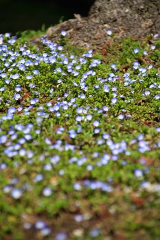 Myosotis flowers on a meadow